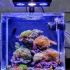 SP029 Reef Aquarium Light